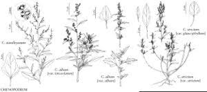 Image result for Chenopodium album
