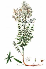 Attēlu rezultāti vaicājumam “Galium boreale”