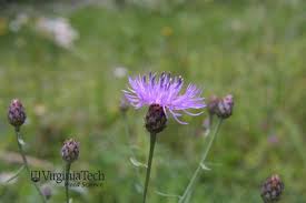 Attēlu rezultāti vaicājumam “Centaurea stoebe bud”