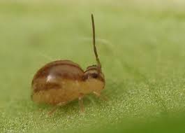 Attēlu rezultāti vaicājumam “Symphypleona”