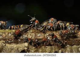 Attēlu rezultāti vaicājumam “Diaperis boleti nest”