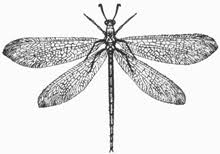 Attēlu rezultāti vaicājumam “Neuroptera”