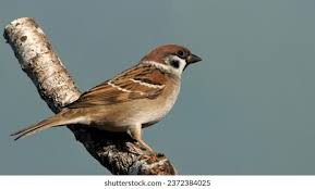 Image result for Passer montanus