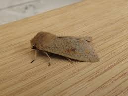 Attēlu rezultāti vaicājumam “Orthosia munda”