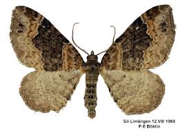 Attēlu rezultāti vaicājumam “Xanthorhoe ferrugata”