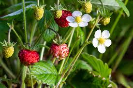 Image result for Fragaria vesca