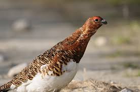 Image result for Lagopus lagopus