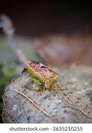 Attēlu rezultāti vaicājumam “Elasmucha grisea imago”