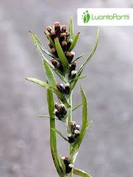 Attēlu rezultāti vaicājumam “Gnaphalium sylvaticum flower”