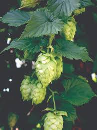 Attēlu rezultāti vaicājumam “Humulus lupulus fruit”