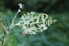 Attēlu rezultāti vaicājumam “Gonioctena”