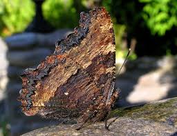 Attēlu rezultāti vaicājumam “Nymphalis polychloros”