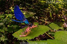 Attēlu rezultāti vaicājumam “Ephemera sp.”