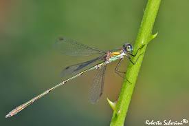 Attēlu rezultāti vaicājumam “Chalcolestes viridis”