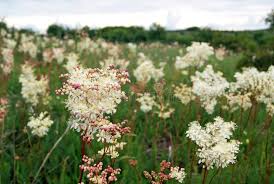 Attēlu rezultāti vaicājumam “Filipendula vulgaris leaf”