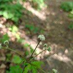 Attēlu rezultāti vaicājumam “Sanicula europaea flower”