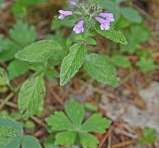 Attēlu rezultāti vaicājumam “Clinopodium vulgare”