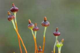 Attēlu rezultāti vaicājumam “Splachnum ampullaceum sporophyte”