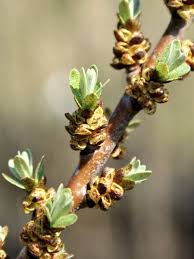 Attēlu rezultāti vaicājumam “Hippophae rhamnoides male flower”