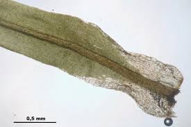Attēlu rezultāti vaicājumam “Tortella inclinata”