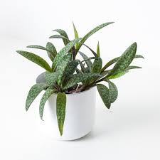 Attēlu rezultāti vaicājumam “Lycogala leopardinum macro”