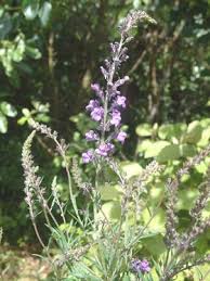 Image result for Linaria purpurea