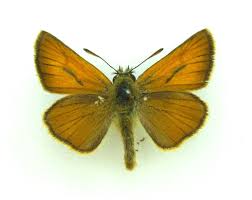 Attēlu rezultāti vaicājumam “Thymelicus sylvestris male”