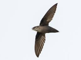 Image result for Chaetura pelagica