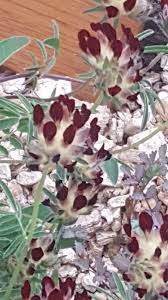 Attēlu rezultāti vaicājumam “Anthyllis maritima leaf”