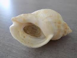 Image result for Buccinum undatum