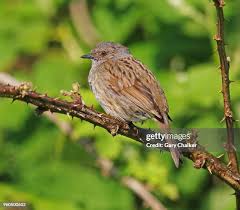 Attēlu rezultāti vaicājumam “Prunella modularis adult”