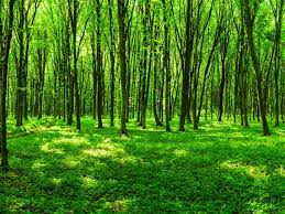 Znalezione obrazy dla zapytania green