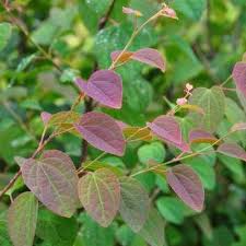 Attēlu rezultāti vaicājumam “Enkianthus chinensis leaf”