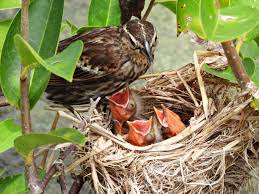 Attēlu rezultāti vaicājumam “Turdus merula nest”