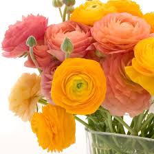 Attēlu rezultāti vaicājumam “Ranunculus brunnescens”