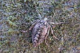 Attēlu rezultāti vaicājumam “Agriopis leucophaearia”