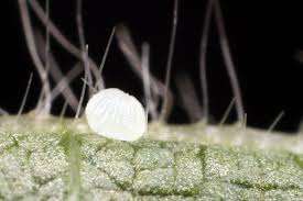 Attēlu rezultāti vaicājumam “Trichoptera egg mass”