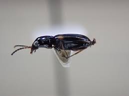 Attēlu rezultāti vaicājumam “Bembidion quadrimaculatum”