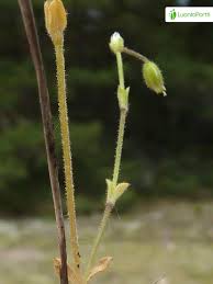 Attēlu rezultāti vaicājumam “Cerastium semidecandrum leaf”