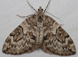 Attēlu rezultāti vaicājumam “Thera variata”