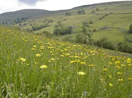 Attēlu rezultāti vaicājumam “Leontodon autumnalis  flower”