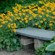 Image result for Rudbeckia fulgida