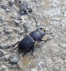 Attēlu rezultāti vaicājumam “Dorcus parallelopipedus”