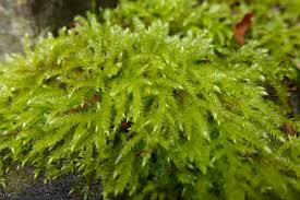 Attēlu rezultāti vaicājumam “Brachythecium rutabulum sporophyte”
