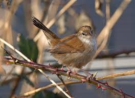 Image result for Cettia cetti