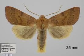 Attēlu rezultāti vaicājumam “Agrochola helvola”