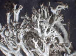 Attēlu rezultāti vaicājumam “Cladonia mitis”