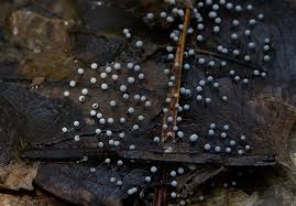 Attēlu rezultāti vaicājumam “Didymium aggregatum”