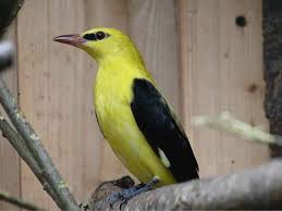 Attēlu rezultāti vaicājumam “Oriolus oriolus”