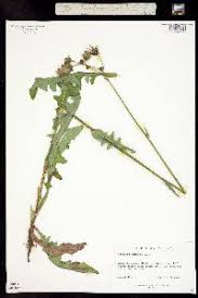 Attēlu rezultāti vaicājumam “Sonchus arvensis subsp. uliginosus fruit”